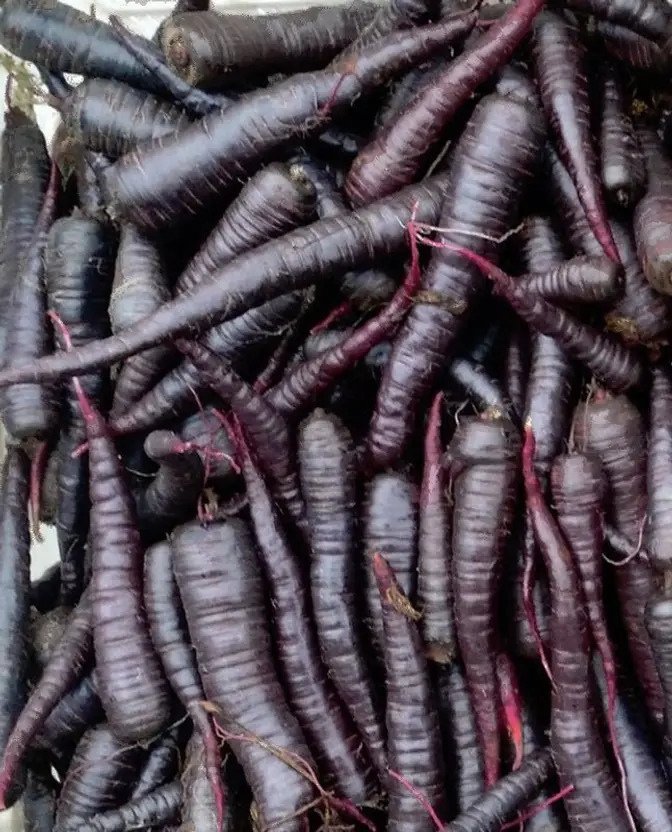 Black Carrot/Kali Gajar Vegetable Seeds | Winter Season Seeds | Best For Home Garden & Terrace